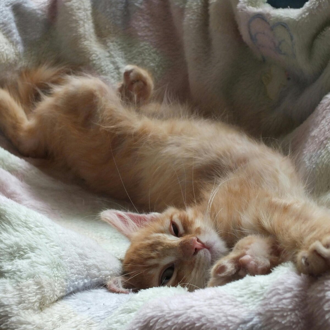 ginger-cat-see-me-roar