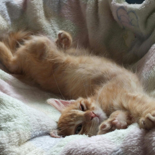 ginger-cat-see-me-roar